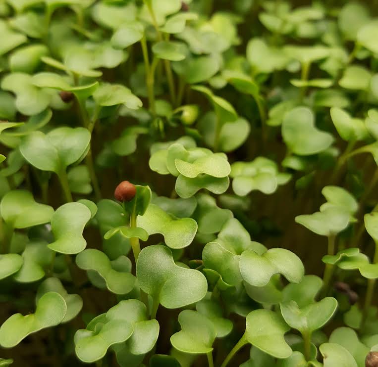 Sunfresh Microgreens