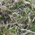 Sunflower, Broccoli, Kale, Radish and Red Clover 5 oz mix - Image 2