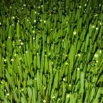 Wheatgrass 1lb - Image 2